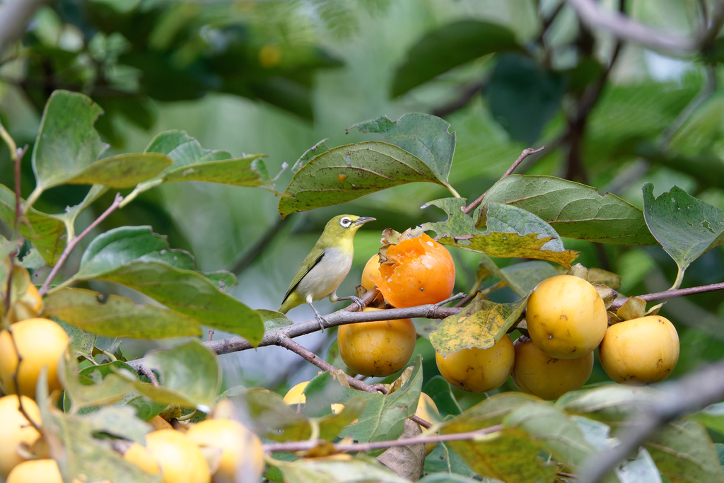 2023 1024 大安柿子熟了 2023 1024 大安柿子熟了