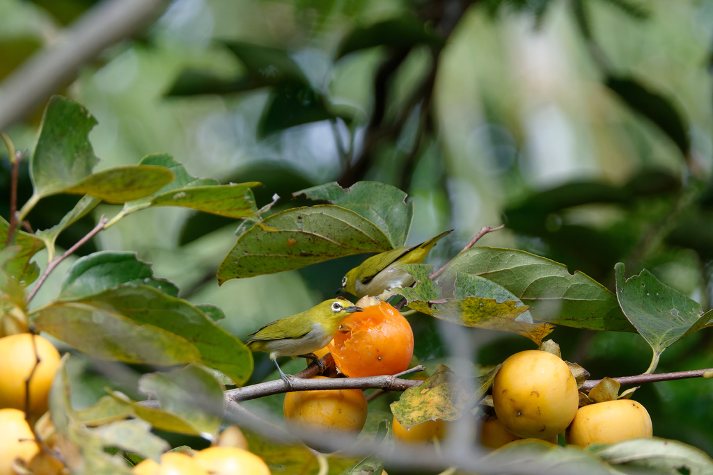 2023 1024 大安柿子熟了 2023 1024 大安柿子熟了