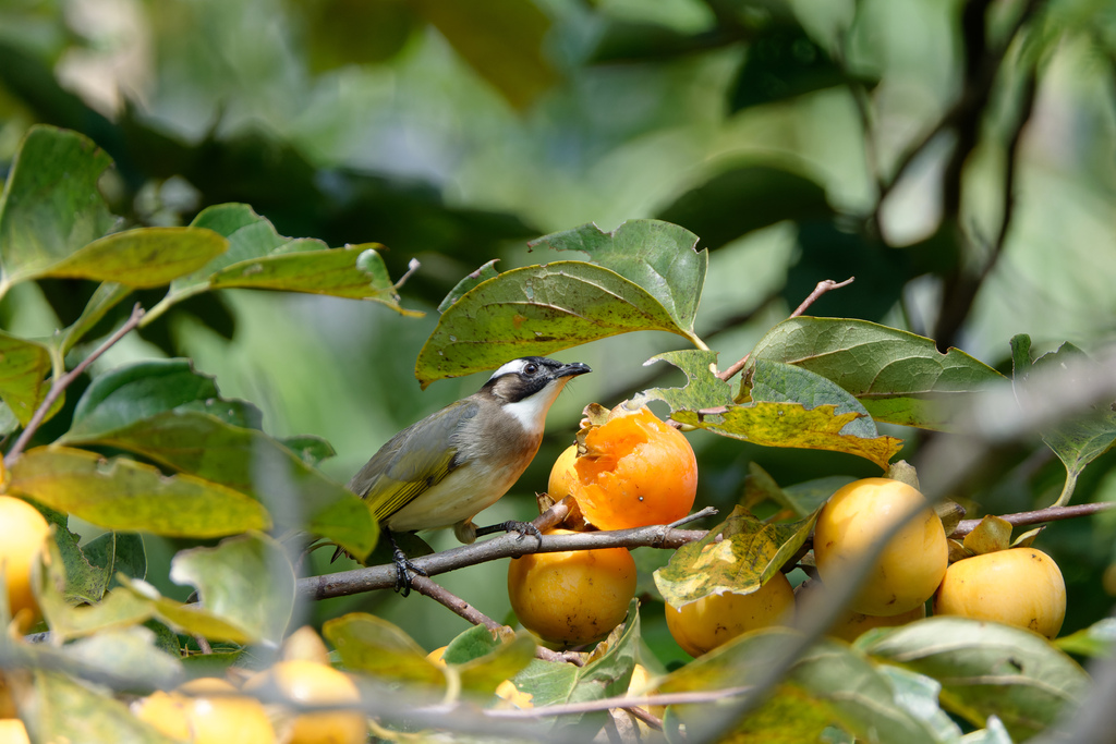 2023 1024 大安柿子熟了 2023 1024 大安柿子熟了