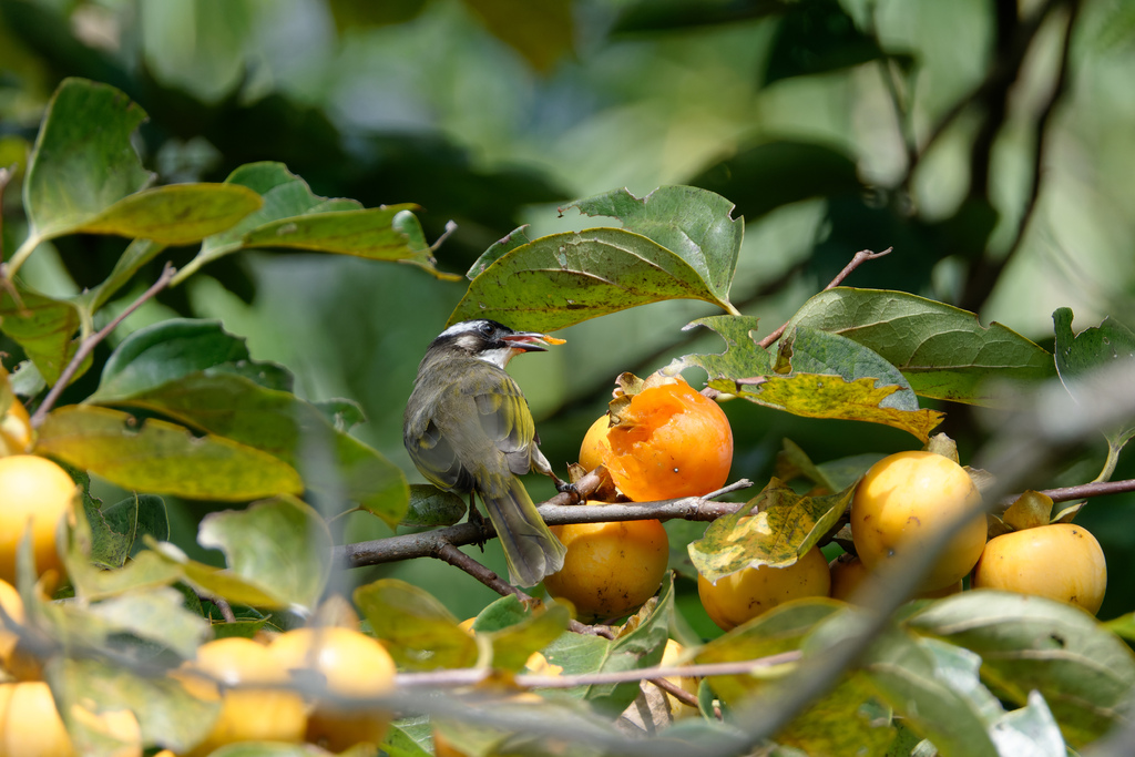 2023 1024 大安柿子熟了 2023 1024 大安柿子熟了