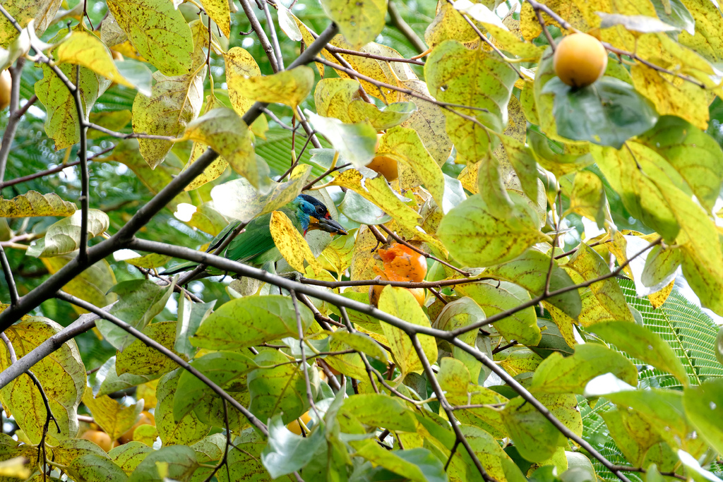 2023 1024 大安柿子熟了 2023 1024 大安柿子熟了