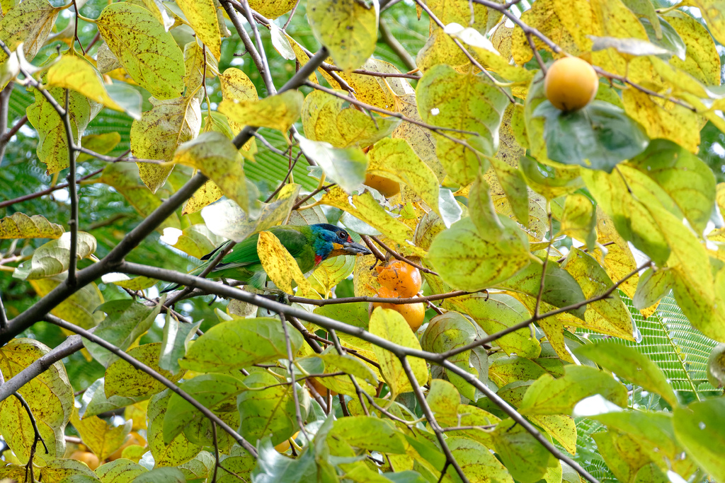 2023 1024 大安柿子熟了 2023 1024 大安柿子熟了