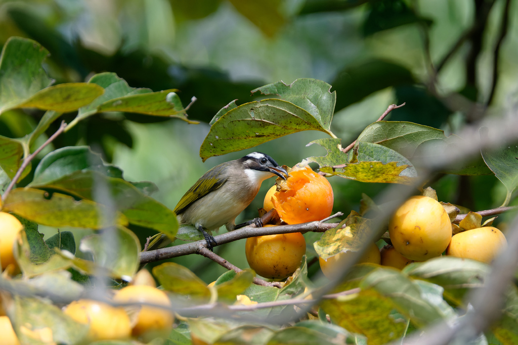 2023 1024 大安柿子熟了 2023 1024 大安柿子熟了