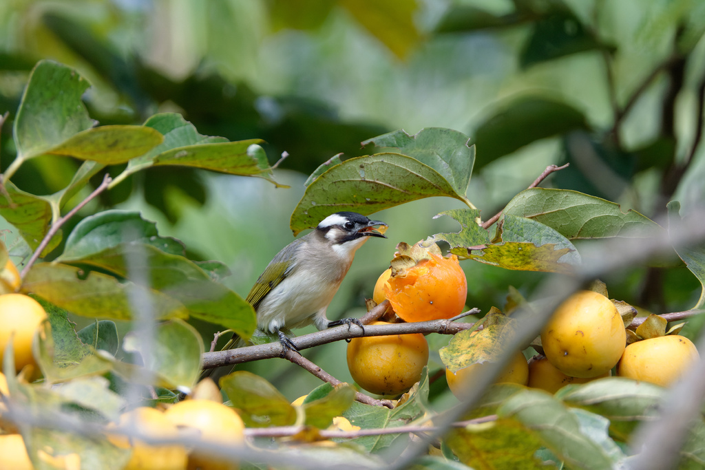 2023 1024 大安柿子熟了 2023 1024 大安柿子熟了