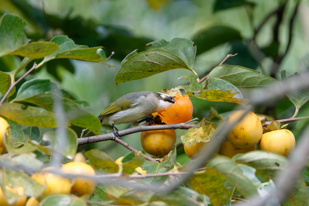 2023 1024 大安柿子熟了 2023 1024 大安柿子熟了