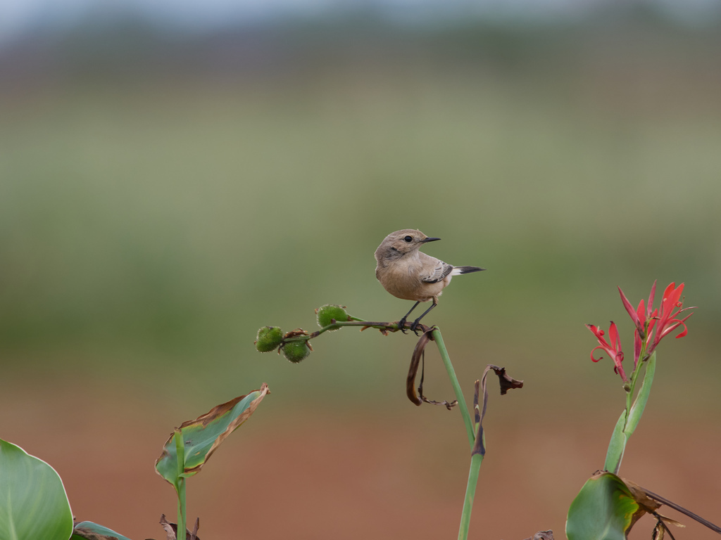 1030 淡水漠䳭 1030 淡水漠䳭