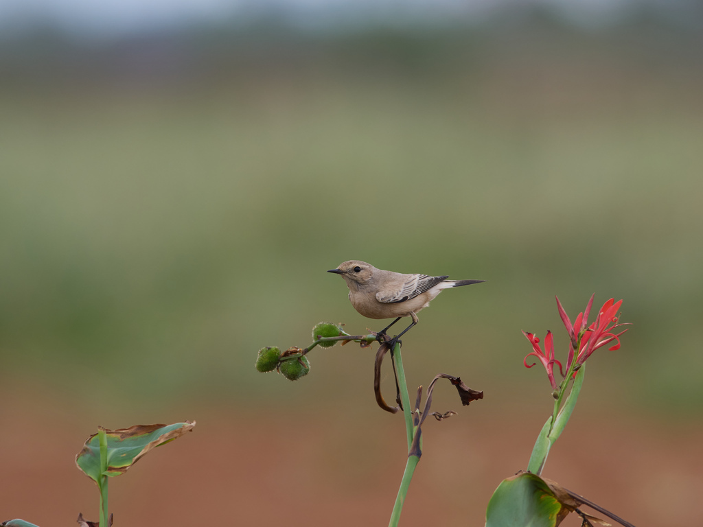 1030 淡水漠䳭 1030 淡水漠䳭