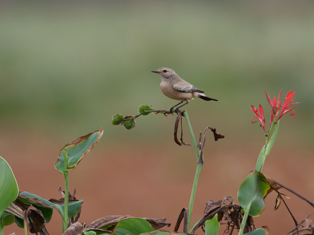 1030 淡水漠䳭 1030 淡水漠䳭
