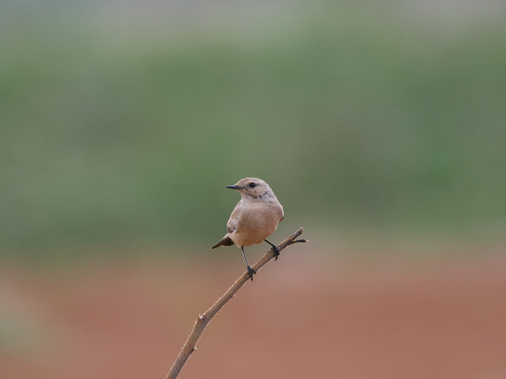 1030 淡水漠䳭 1030 淡水漠䳭