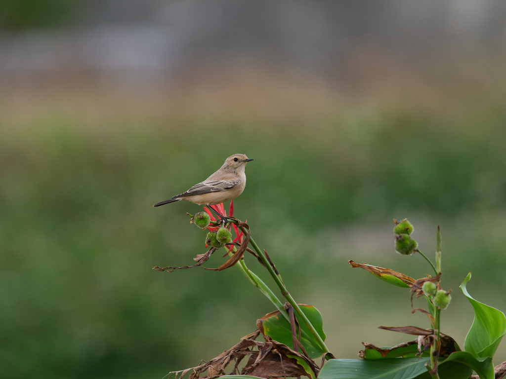 1030 淡水漠䳭 1030 淡水漠䳭