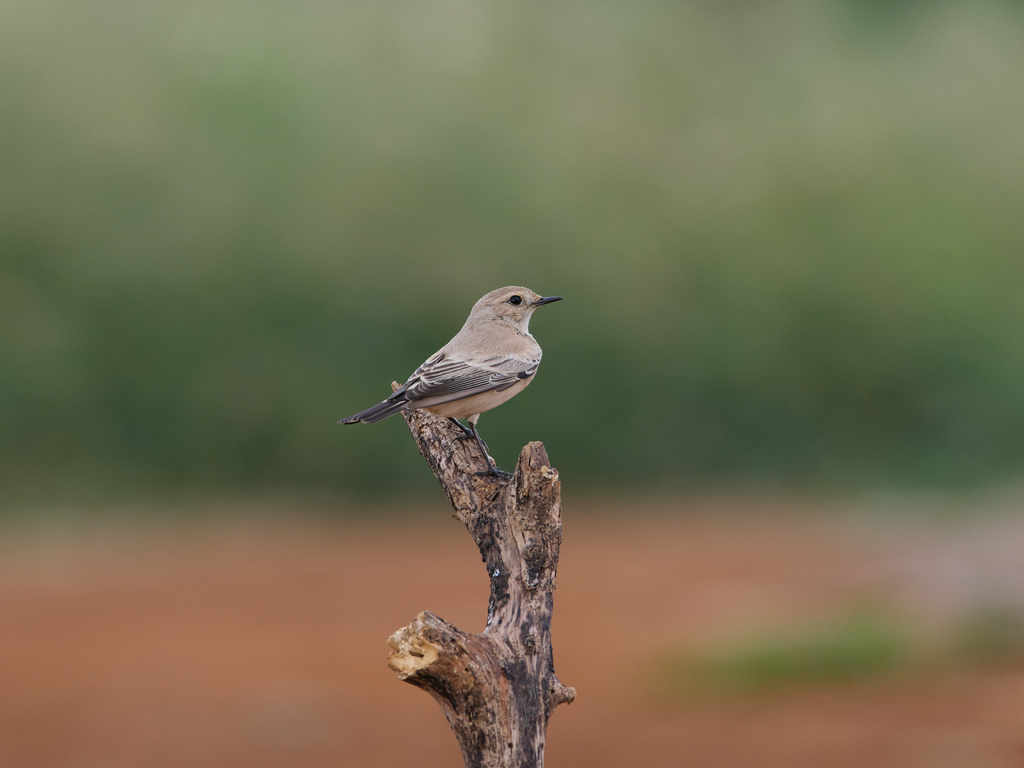 1030 淡水漠䳭 1030 淡水漠䳭
