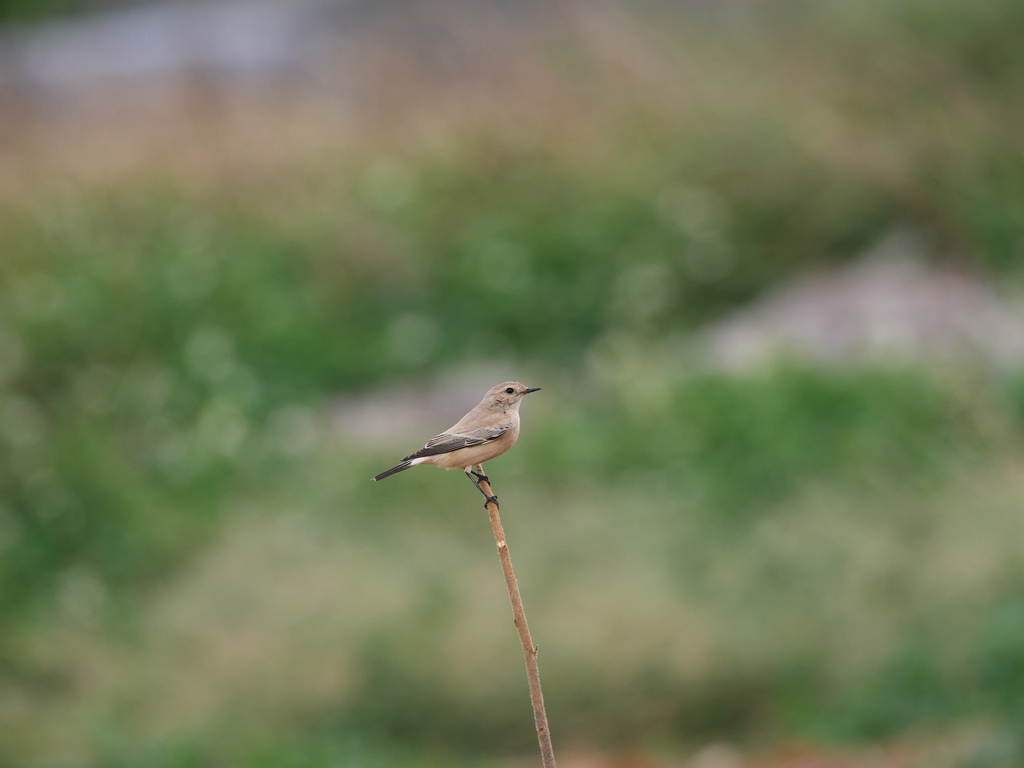 1030 淡水漠䳭 1030 淡水漠䳭