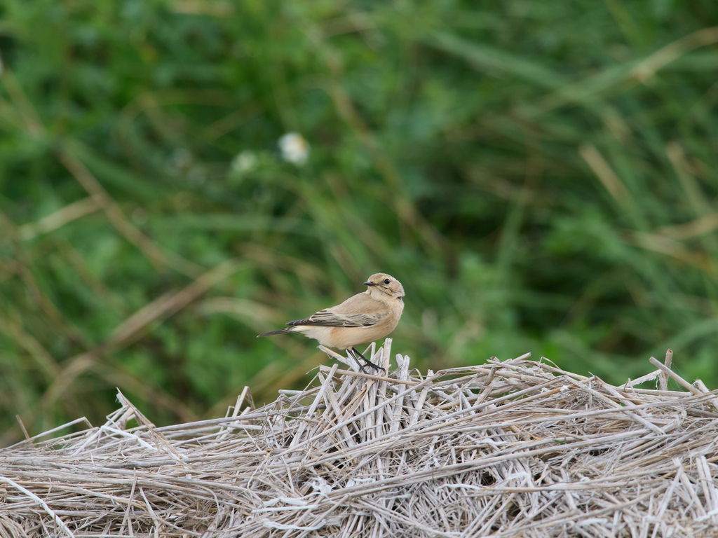 1030 淡水漠䳭 1030 淡水漠䳭