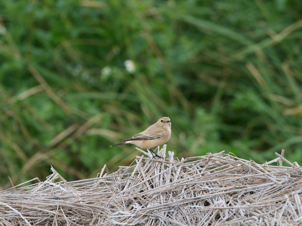 1030 淡水漠䳭 1030 淡水漠䳭