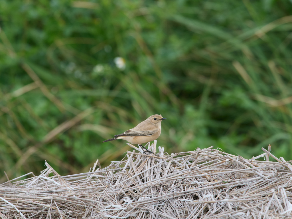 1030 淡水漠䳭 1030 淡水漠䳭