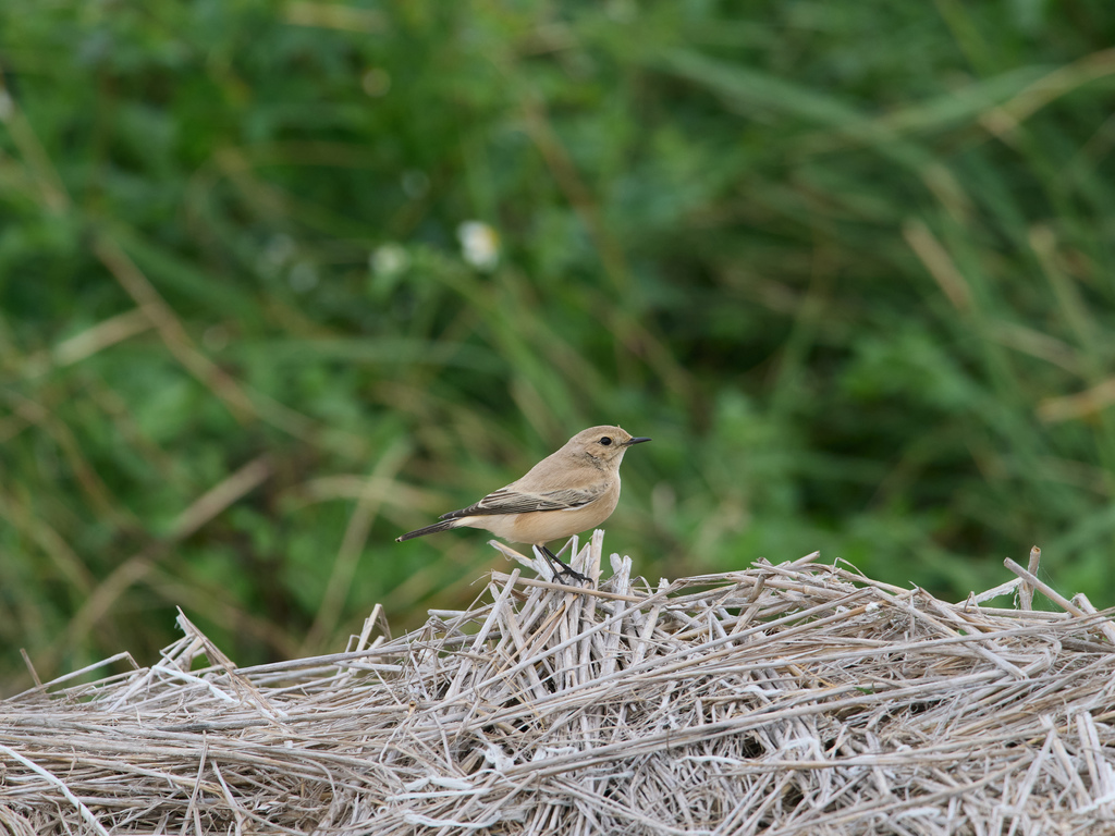 1030 淡水漠䳭 1030 淡水漠䳭
