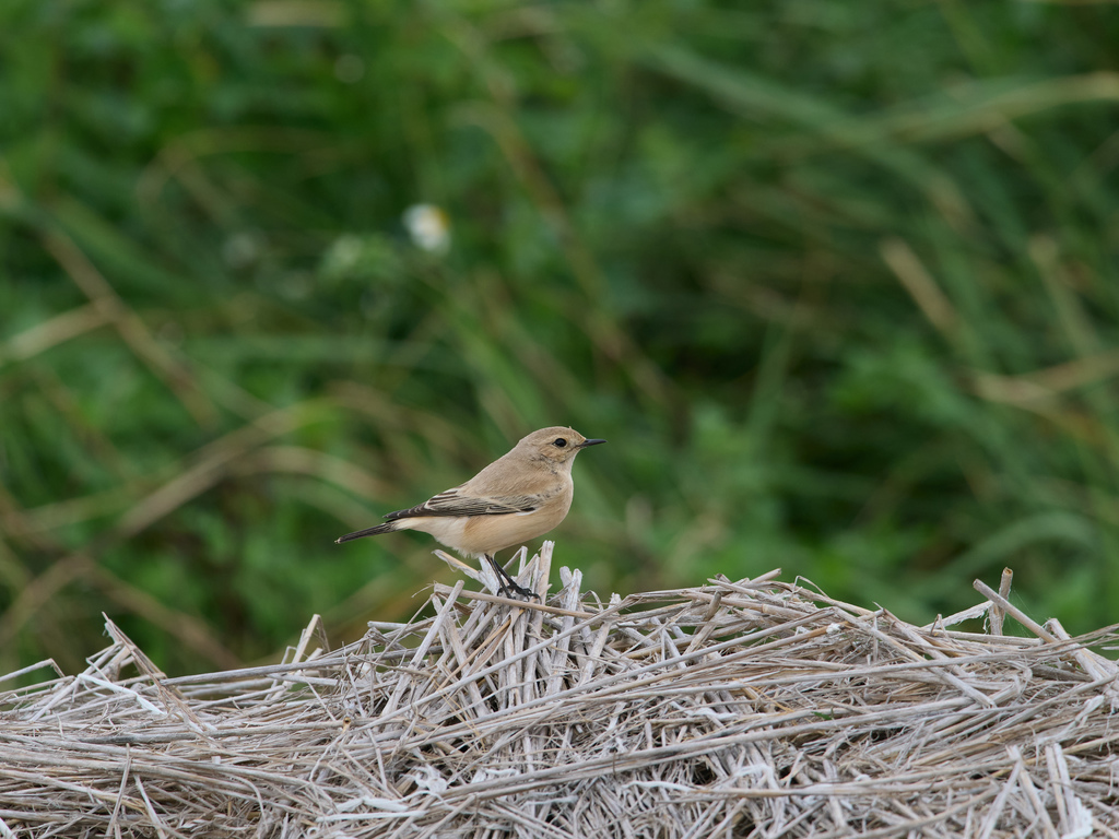 1030 淡水漠䳭 1030 淡水漠䳭