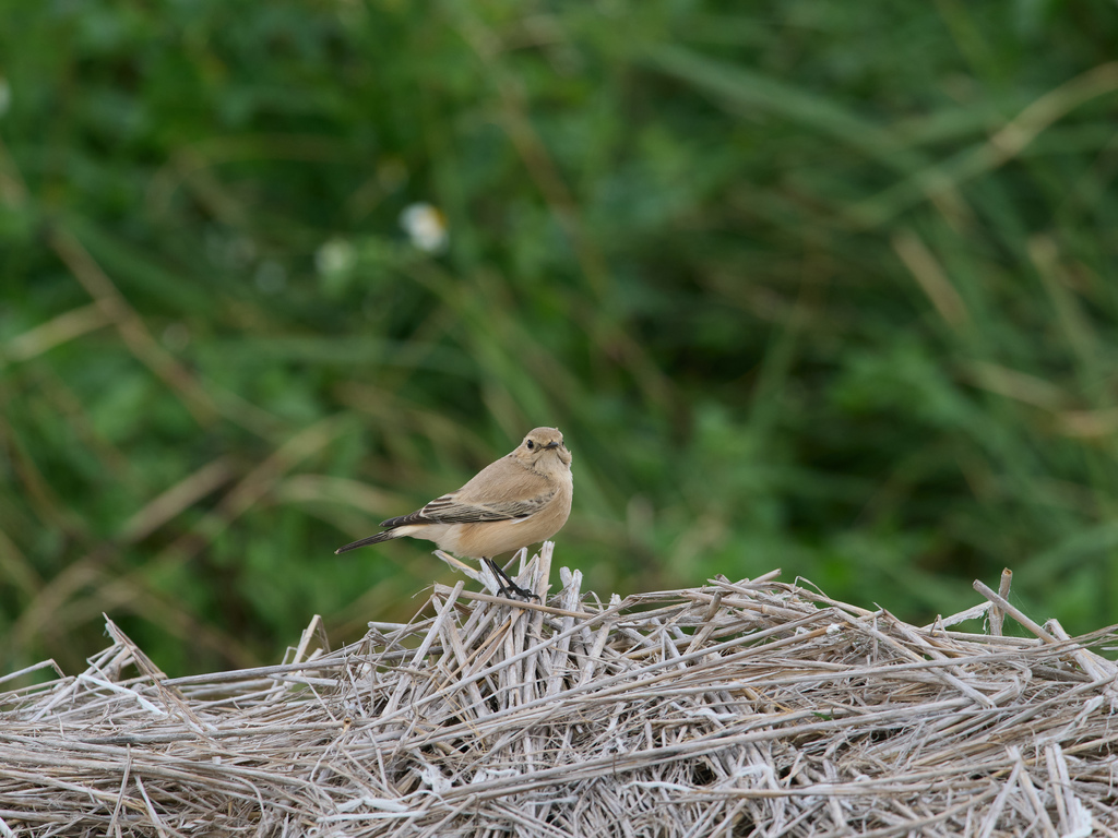 1030 淡水漠䳭 1030 淡水漠䳭