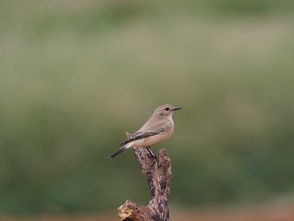 1030 淡水漠䳭 1030 淡水漠䳭