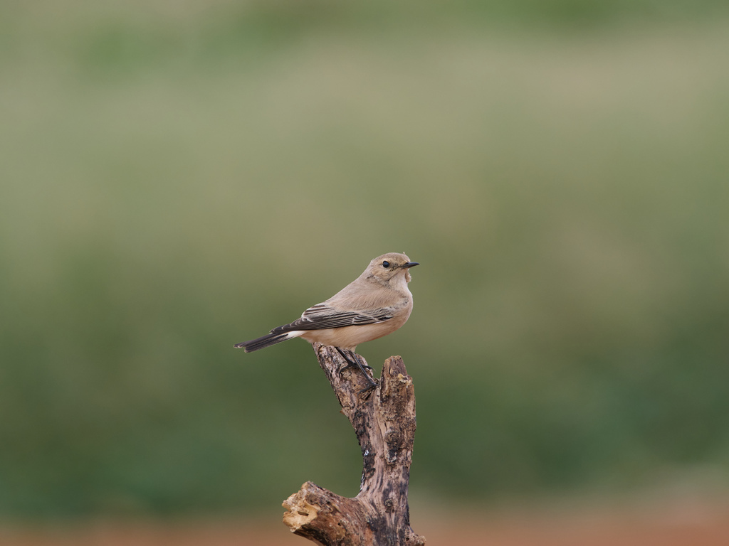1030 淡水漠䳭 1030 淡水漠䳭