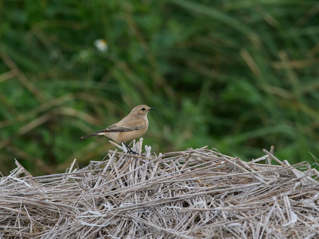 1030 淡水漠䳭 1030 淡水漠䳭