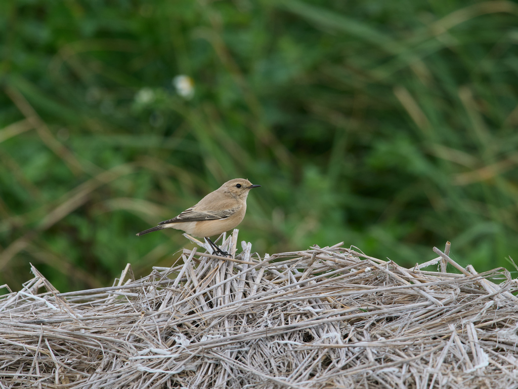 1030 淡水漠䳭 1030 淡水漠䳭