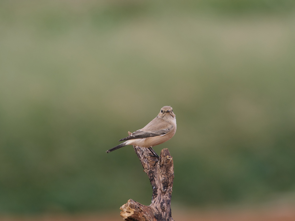 1030 淡水漠䳭 1030 淡水漠䳭