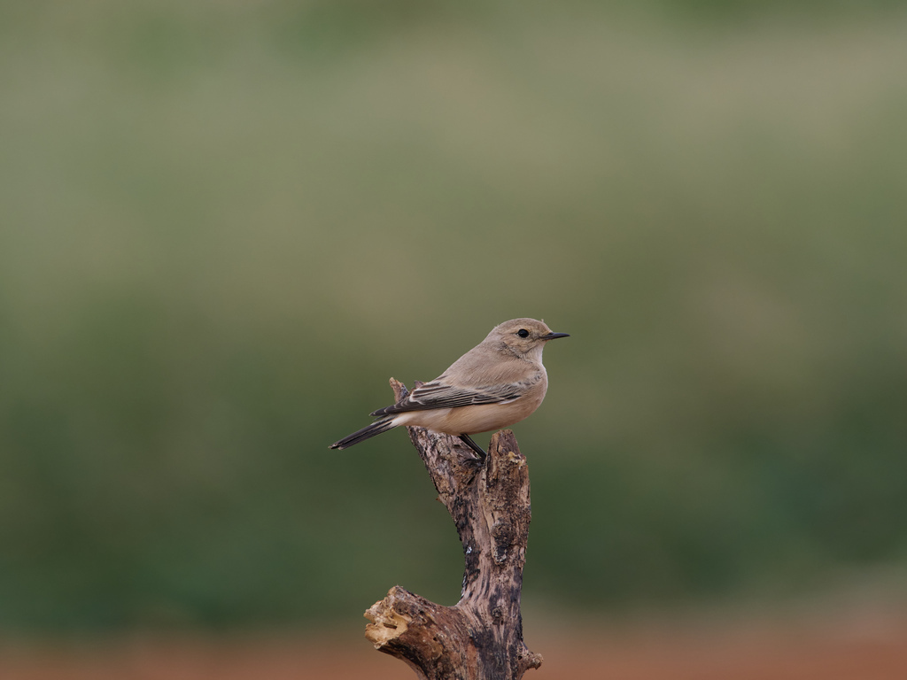 1030 淡水漠䳭 1030 淡水漠䳭