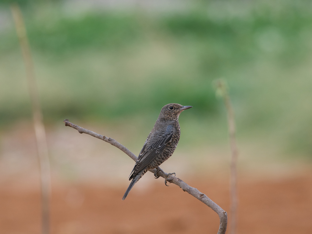 1030 淡水漠䳭 1030 淡水漠䳭