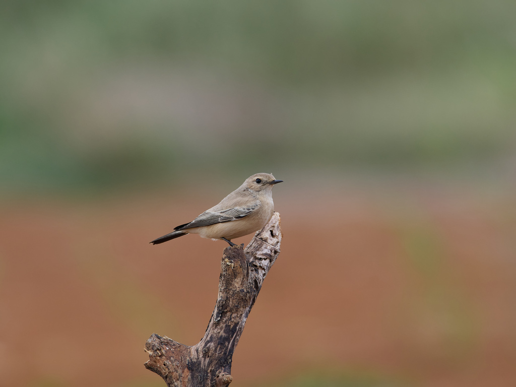 1030 淡水漠䳭 1030 淡水漠䳭