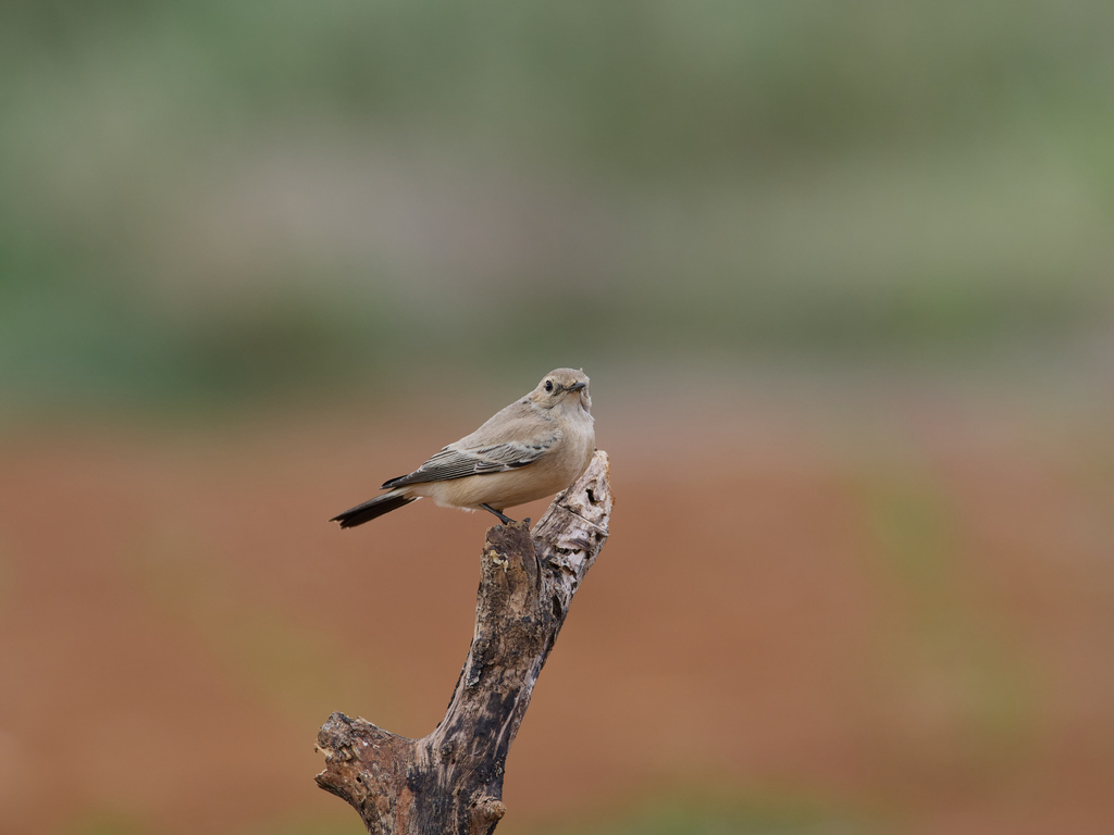 1030 淡水漠䳭 1030 淡水漠䳭
