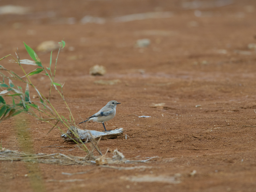 1030 淡水漠䳭 1030 淡水漠䳭