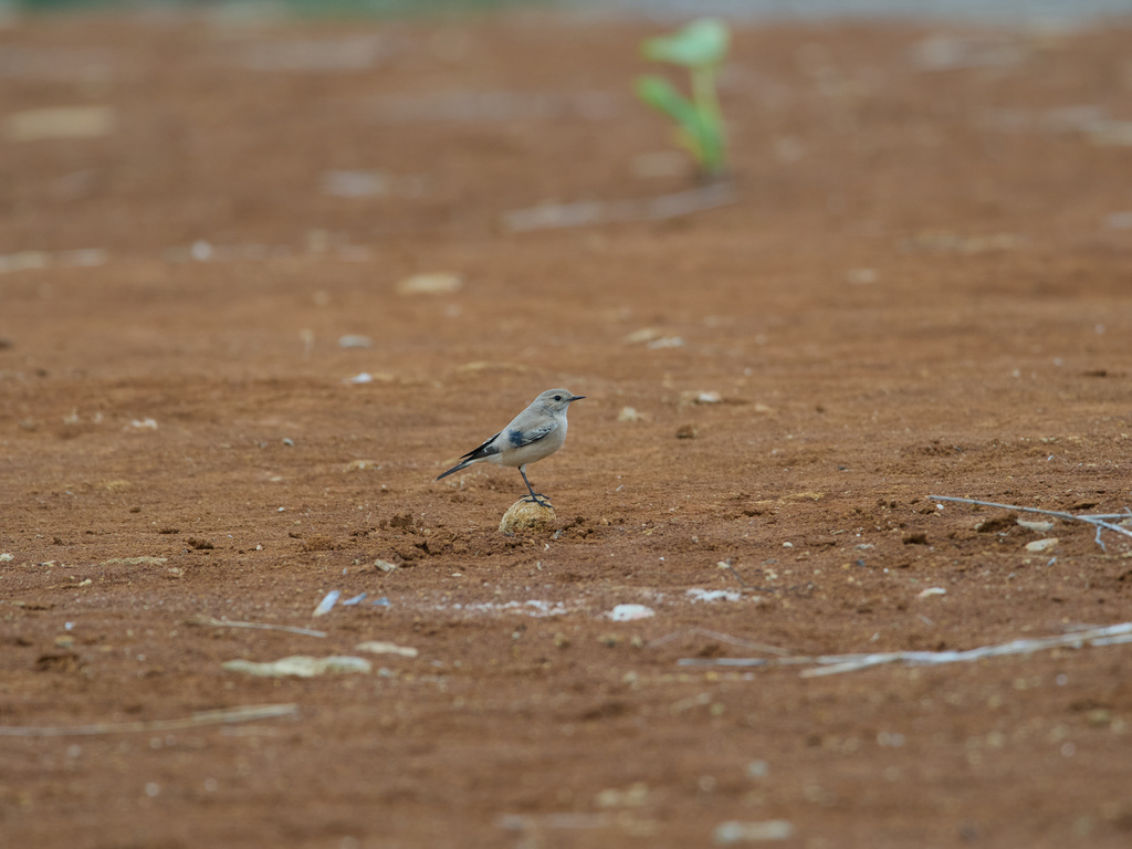 1030 淡水漠䳭 1030 淡水漠䳭