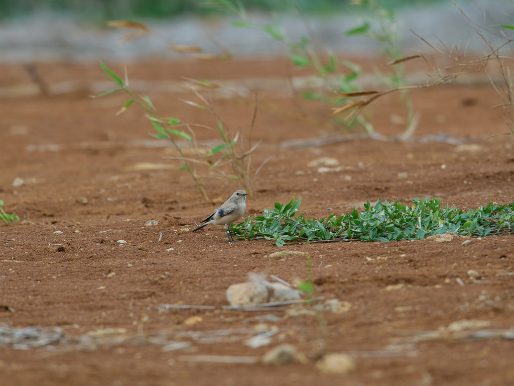 1030 淡水漠䳭 1030 淡水漠䳭