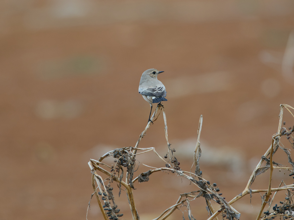 1030 淡水漠䳭 1030 淡水漠䳭