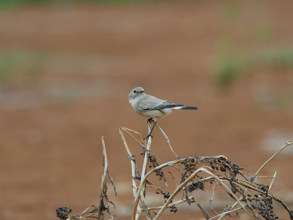 1030 淡水漠䳭 1030 淡水漠䳭