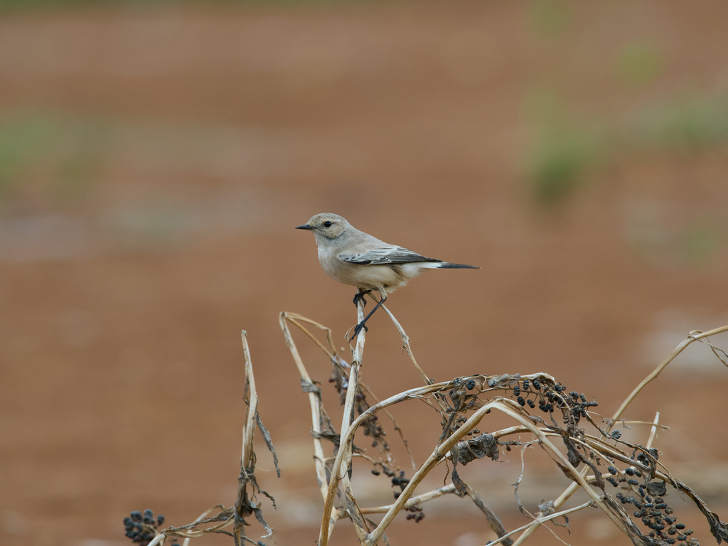 1030 淡水漠䳭 1030 淡水漠䳭