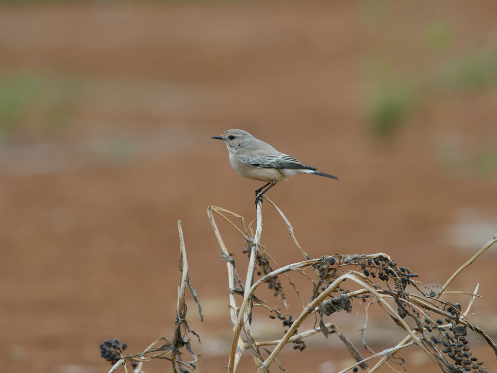 1030 淡水漠䳭 1030 淡水漠䳭