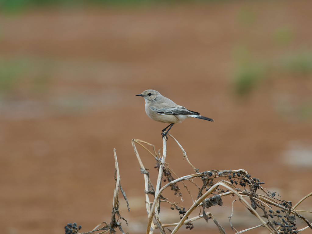 1030 淡水漠䳭 1030 淡水漠䳭