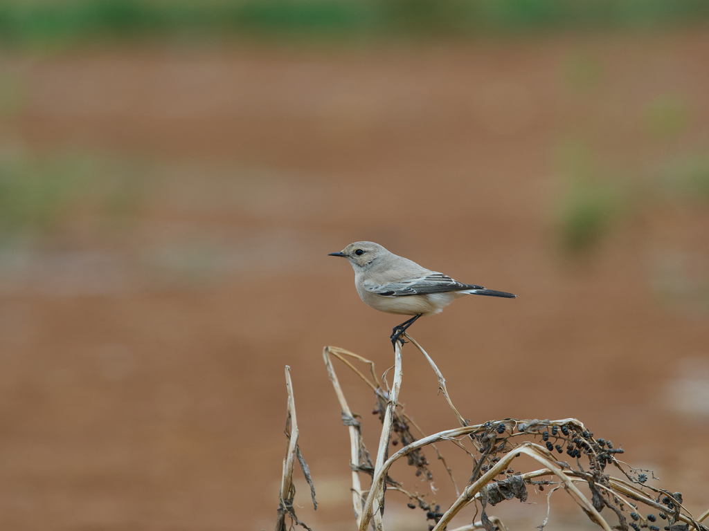1030 淡水漠䳭 1030 淡水漠䳭