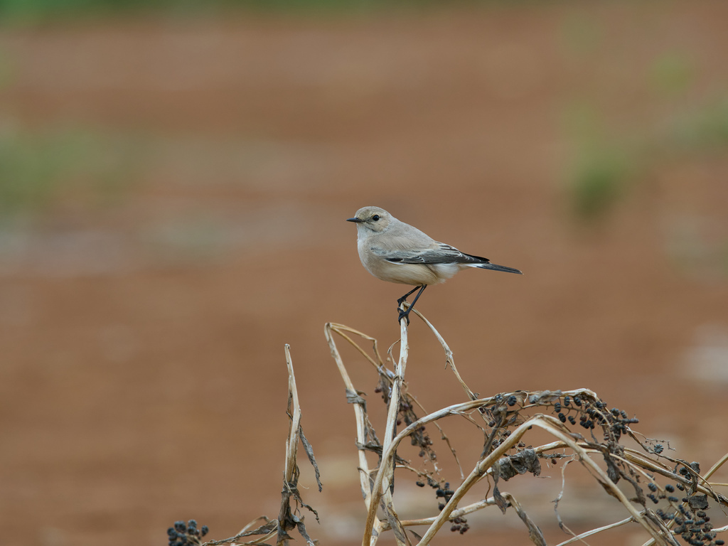 1030 淡水漠䳭 1030 淡水漠䳭