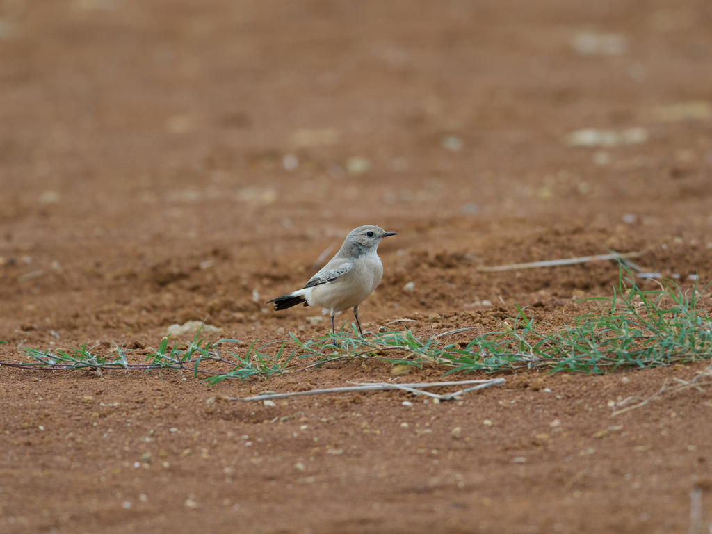 1030 淡水漠䳭 1030 淡水漠䳭