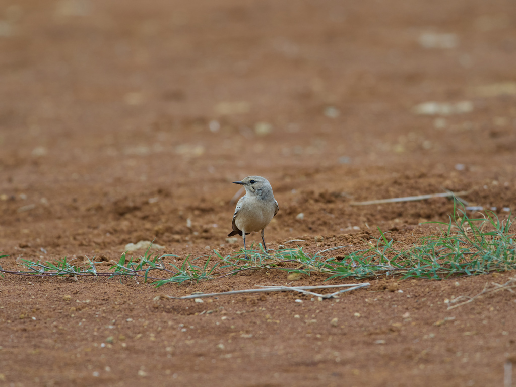 1030 淡水漠䳭 1030 淡水漠䳭