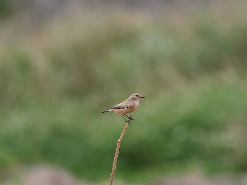 1030 淡水漠䳭 1030 淡水漠䳭