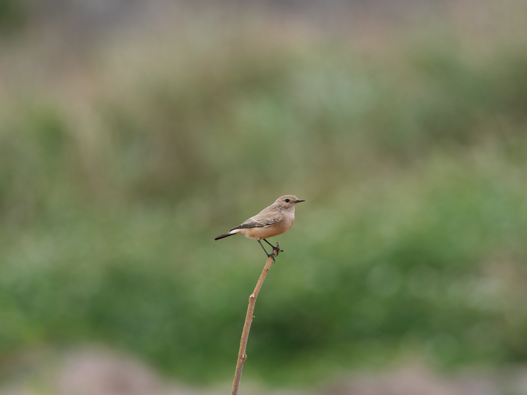 1030 淡水漠䳭 1030 淡水漠䳭