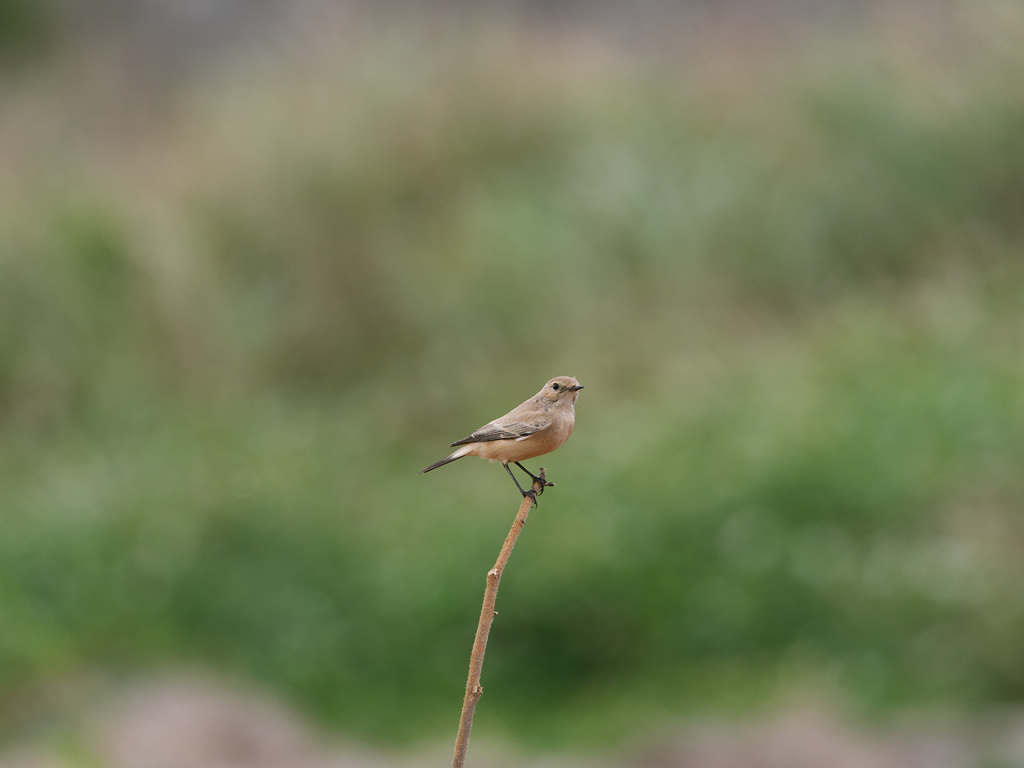 1030 淡水漠䳭 1030 淡水漠䳭