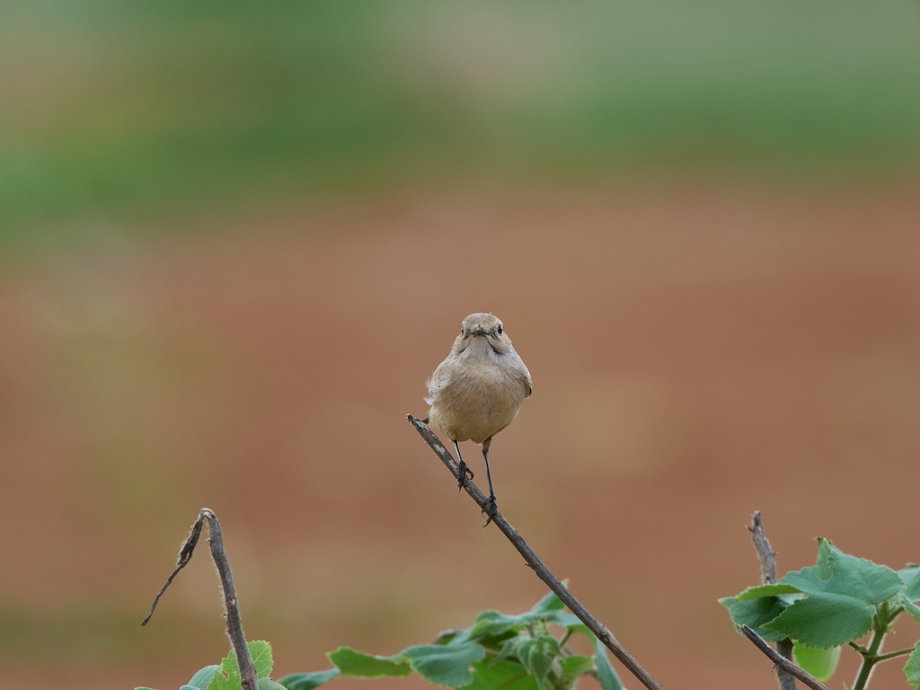 1030 淡水漠䳭 1030 淡水漠䳭