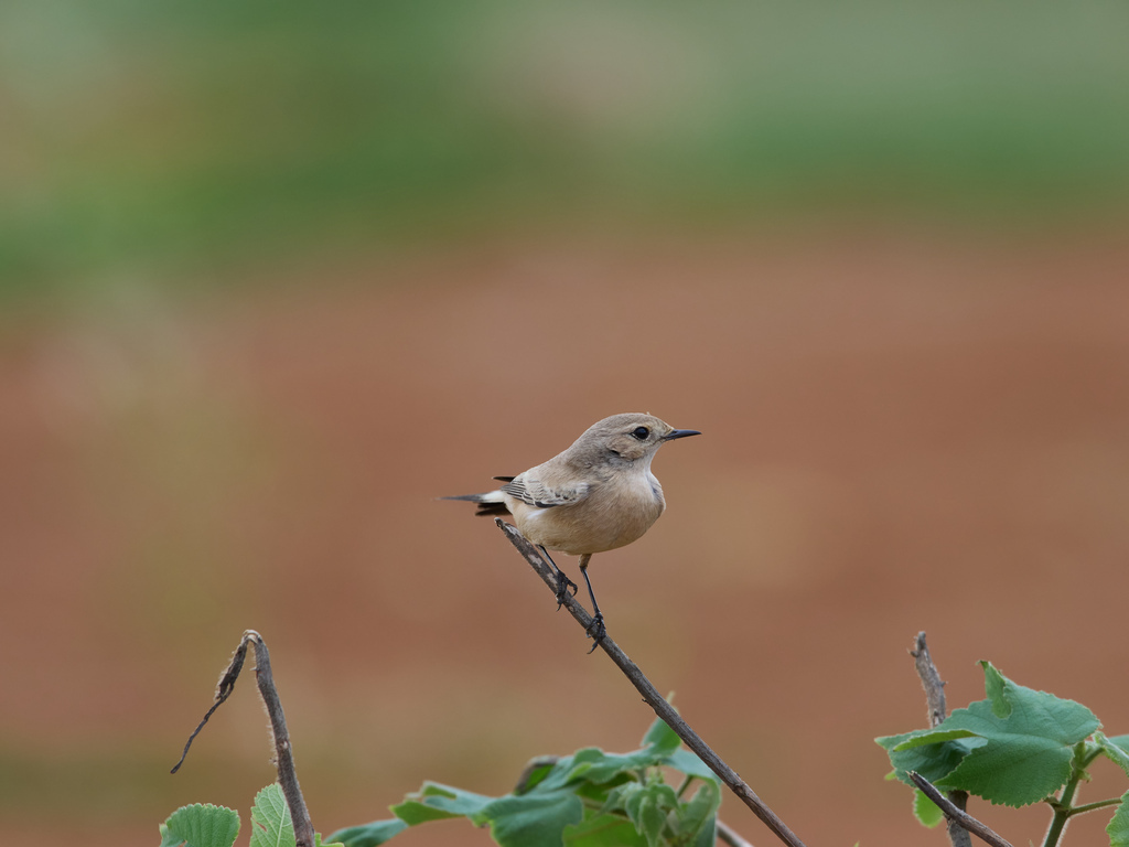 1030 淡水漠䳭 1030 淡水漠䳭