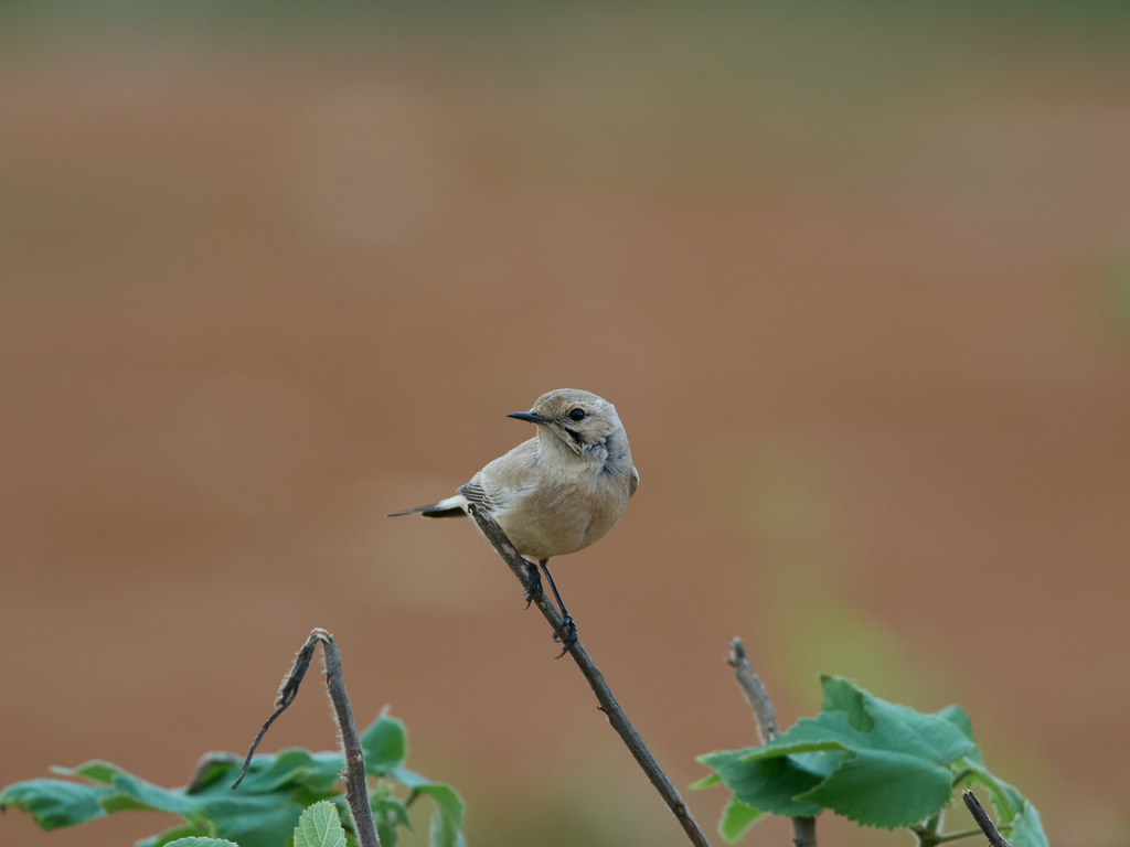1030 淡水漠䳭 1030 淡水漠䳭