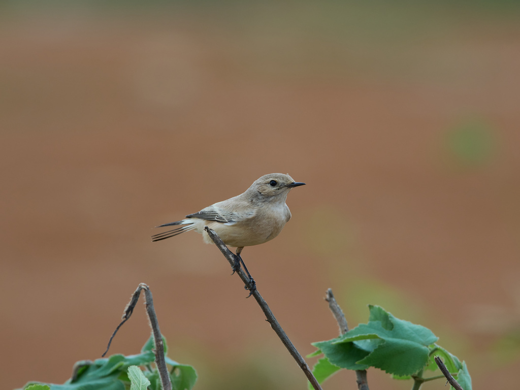 1030 淡水漠䳭 1030 淡水漠䳭